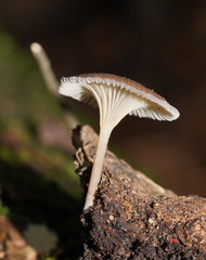 Trogia straminea