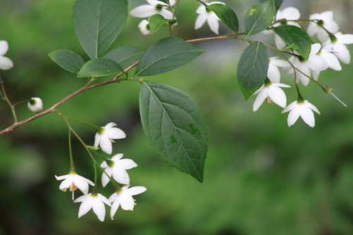 Styrax japonica iNat (3)