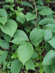 Lindera reflexa