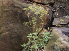 Peucedanum japonicum