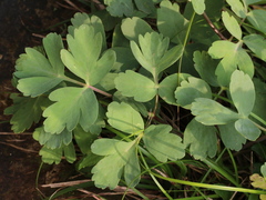 Peucedanum japonicum