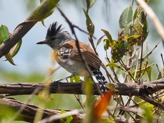 Sakesphoroides cristatus
