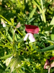 Lathyrus clymenum
