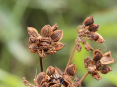 Peucedanum japonicum