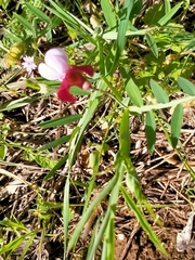 Lathyrus clymenum