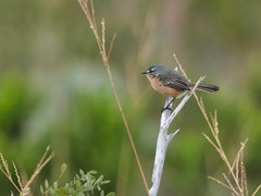 Polystictus superciliaris