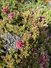 Archeria serpyllifolia