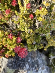 Archeria serpyllifolia