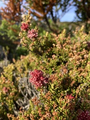 Archeria serpyllifolia