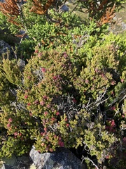 Archeria serpyllifolia