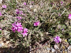 Phlox amoena