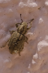 Cycloderes pilosulus