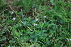 Viola hamiltoniana