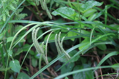 Carex dimorpholepis