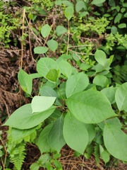Lindera reflexa