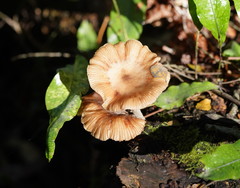 Armillaria hinnulea