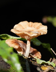 Armillaria hinnulea