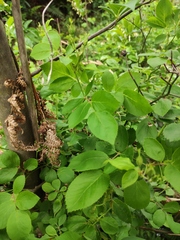 Rosa multiflora cathayensis