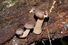 Armillaria hinnulea