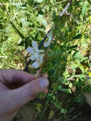 Vicia galeata