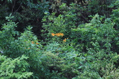 Rhododendron molle