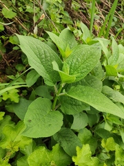 Scrophularia ningpoensis