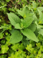 Scrophularia ningpoensis