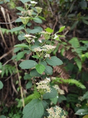 Spiraea nervosa