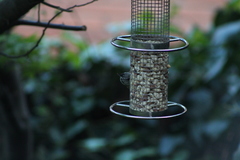 Lophophanes cristatus