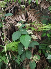 Spiraea nervosa