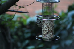 Lophophanes cristatus