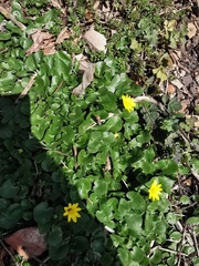 Ficaria verna