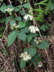 Spiraea nervosa