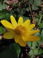 Ficaria verna