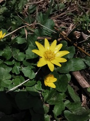 Ficaria verna