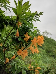 Rhododendron molle