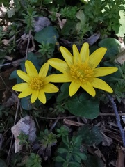 Ficaria verna