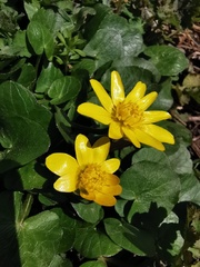 Ficaria verna