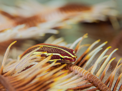 Lepadichthys lineatus