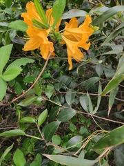 Rhododendron molle