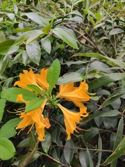 Rhododendron molle