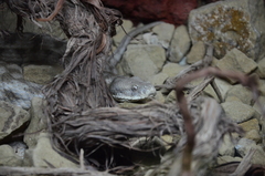 Macrovipera lebetinus