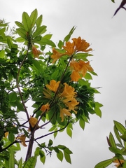 Rhododendron molle
