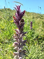 Acanthus syriacus