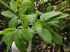Rhododendron molle