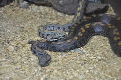 Montivipera raddei
