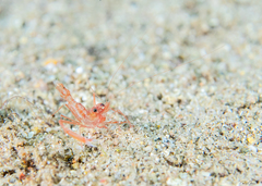 Odontozona stigmatica