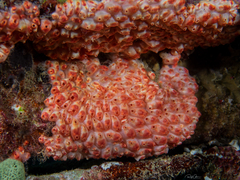 Eusynstyela latericius