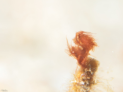 Phycocaris simulans