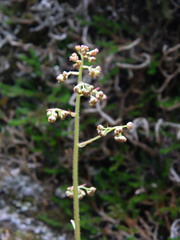 Micranthes idahoensis